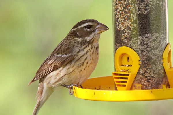 Pardal de canção no alimentador de pássaros — Fotografia de Stock