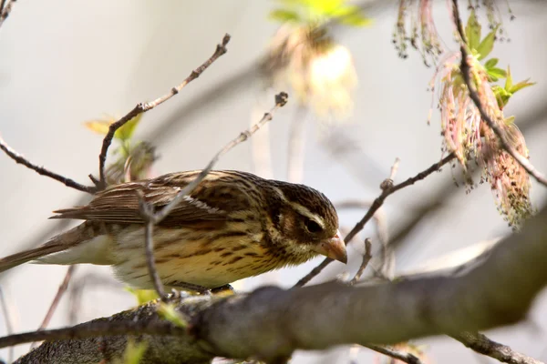 Song Sparrow empoleirado no ramo — Fotografia de Stock