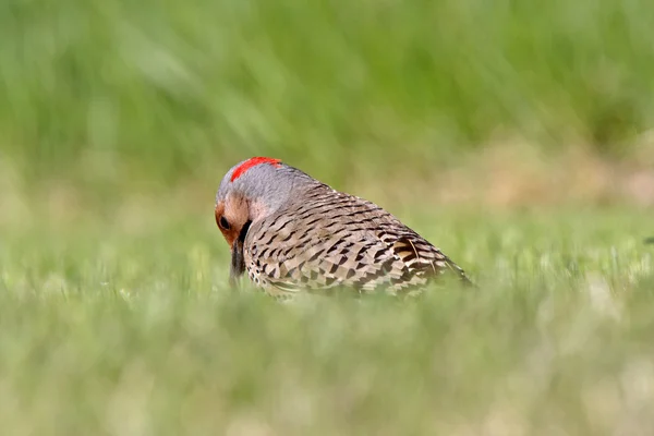 Northern Flicker in grass — Stock Photo, Image