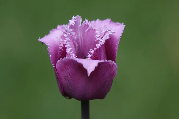 Stock image Purple flower in spring