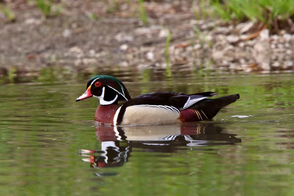 Wood Duck Drake Swimming Pond — Stock Photo, Image