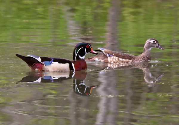 Mating pair of Wood Ducks in pond — Stock Photo, Image