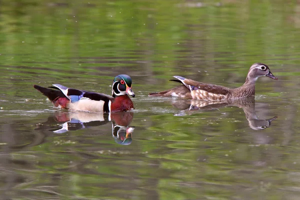 Mating pair of Wood Ducks in pond — Stock Photo, Image