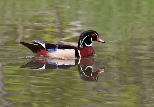 Wood Duck drake swimming in pond — Stock Photo, Image