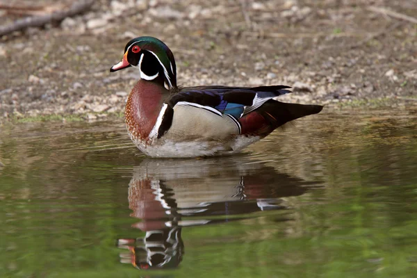 Wood Duck Drake Standing Pond Shore Preening Itself — Stock Photo, Image