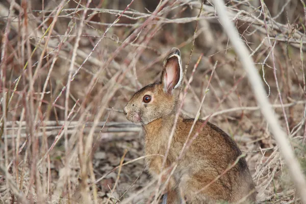 Щитохвостый кролик в Манитобе — стоковое фото