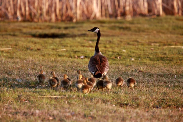 Goslings Suivant Canada Goose Parent — Photo