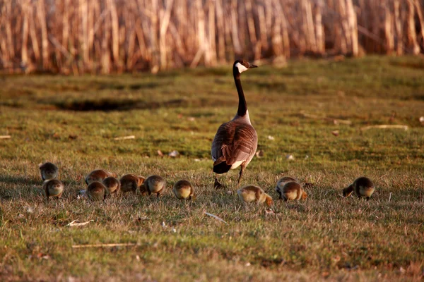 Goslings siguiendo ganso de Canadá padre — Foto de Stock