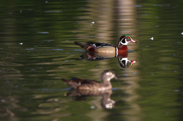 Wood Duck drake and hen swimming in pond — Stock Photo, Image