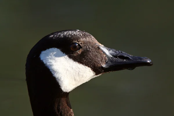 Close up of adult Canada Goose — Stock Photo, Image