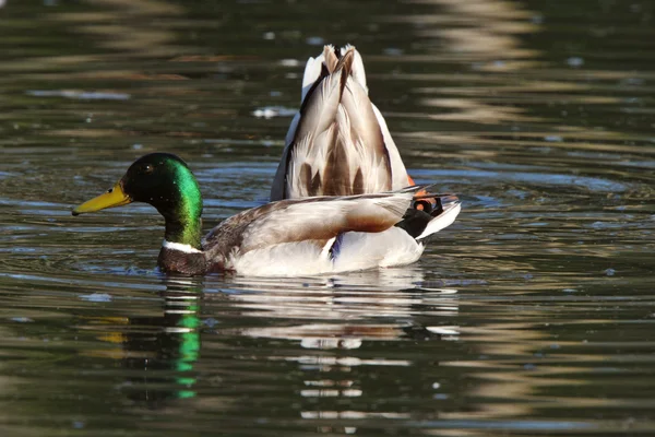 在池塘中的两个绿头野鸭龙族 — 图库照片