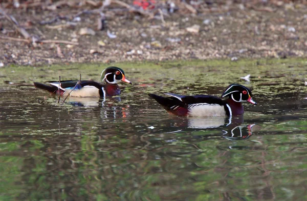 Two Wood Duck drakes in pond — Stock Photo, Image
