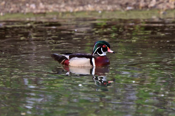 Wood Duck Drake Pond — Stock Photo, Image