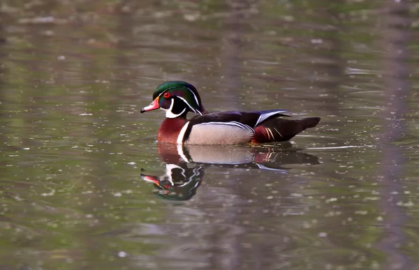 Wood Duck Drake Pond — Stock Photo, Image