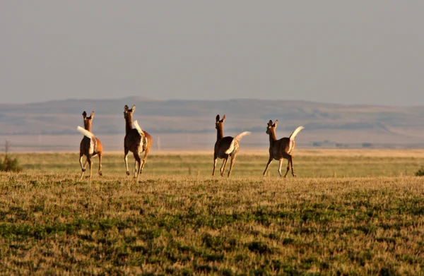 Quatro cervos de cauda branca cruzando campo — Fotografia de Stock