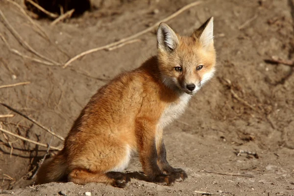 Red Fox cachorros fuera de su guarida —  Fotos de Stock