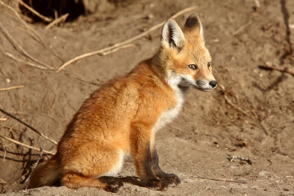 Szczeniaki Red fox poza ich den — Zdjęcie stockowe