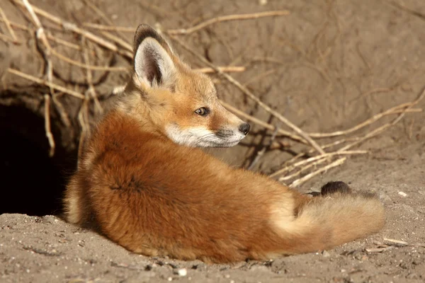 Chiots Red Fox Extérieur Leur Tanière — Photo