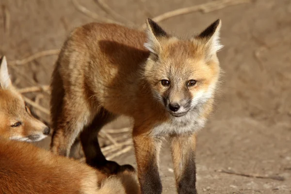 Chiots Red Fox à l'extérieur de leur tanière — Photo