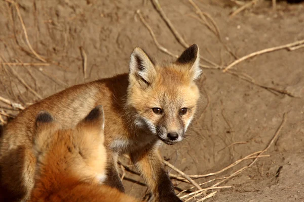 Red Fox Filhotes Fora Seu Covil — Fotografia de Stock