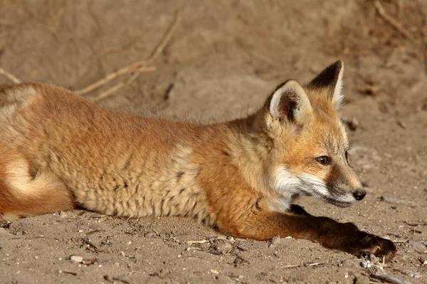 Red Fox Щенок Снаружи Своего Логова — стоковое фото