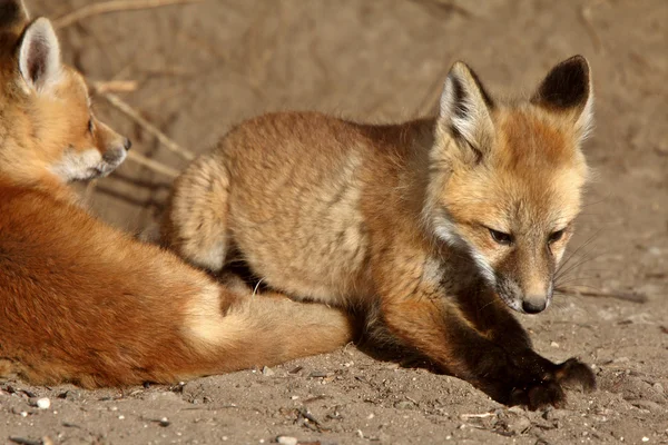 Red Fox cucciolo fuori dalla sua tana — Foto Stock