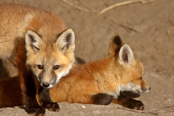 Red Fox Chiot Extérieur Tanière — Photo