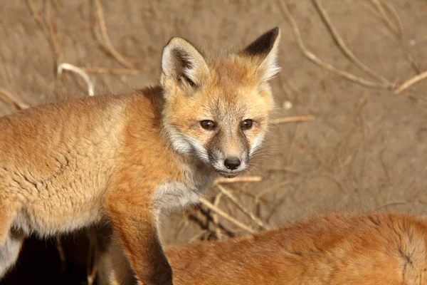 Red Fox щенок снаружи своего логова — стоковое фото