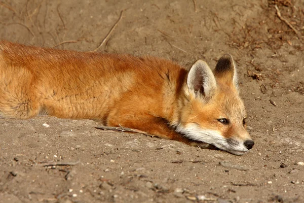 Red fox szczenię poza jego den — Zdjęcie stockowe
