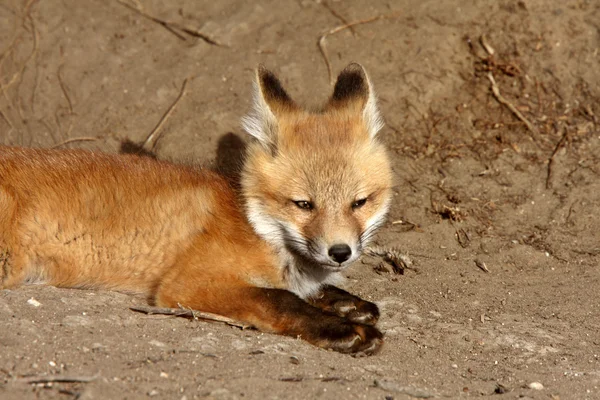 Red Fox chiot à l'extérieur de sa tanière — Photo