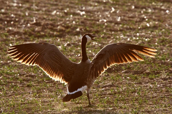 Il canada oca con le ali spiegate — Foto Stock