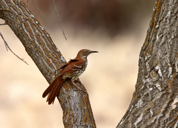Brown Thrasher on tree trunk — Stock Photo, Image