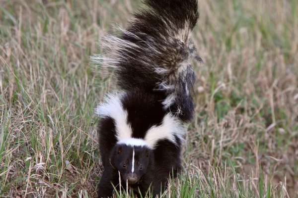 Jovem listrado skunk no estrada vala — Fotografia de Stock