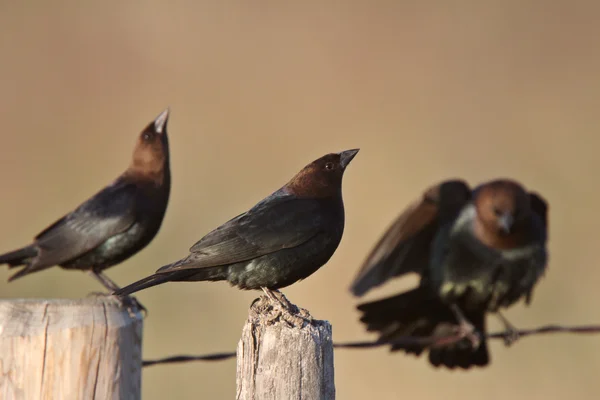 Erkek Kahverengi Başlı Cowbirds Toplama — Stok fotoğraf