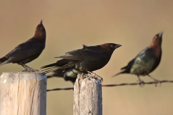 Erkek kahverengi başlı cowbirds toplama — Stok fotoğraf