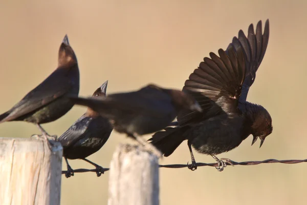 Erkek Kahverengi Başlı Cowbirds Toplama — Stok fotoğraf