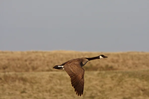 Canada Goose in flight — Stock Photo, Image