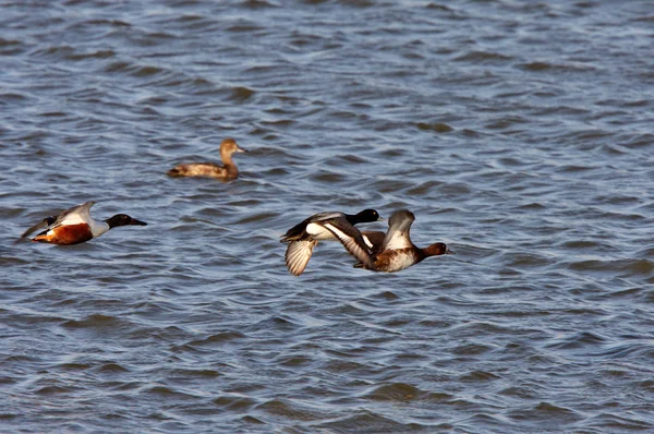 Ördekler Sudan Kalkıyor — Stok fotoğraf