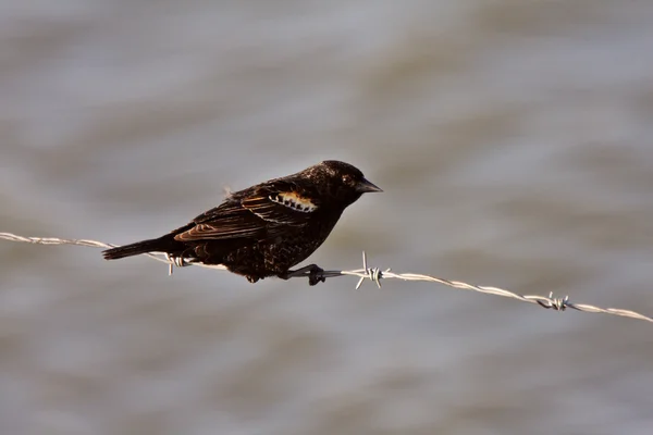 Immature Red Winged Blackbird Perched Barbed Wire Strand — Stock Photo, Image