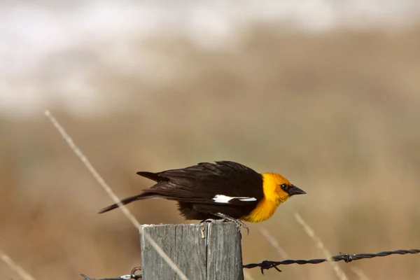 Желтоголовая черная птица застряла на столбе забора — стоковое фото