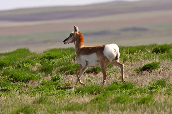 Pronghorn antilope prateria saskatchewan — Foto Stock