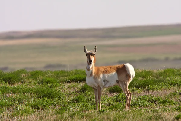 Antílope Pronghorn Pradera Saskatchewan — Stockfoto