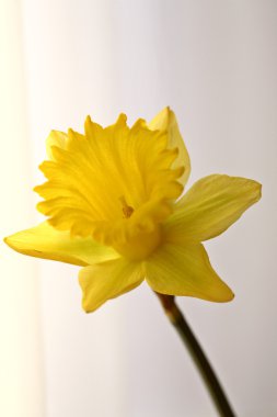 dafadill kapat