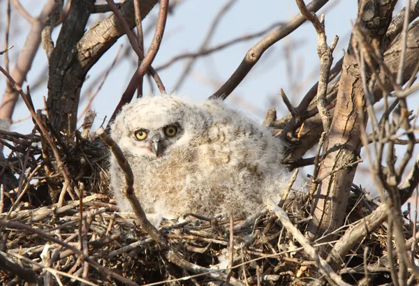 Baby owlet in nest grote gehoornde — Stockfoto