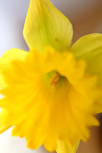 Daffodil Close — Stock Photo, Image