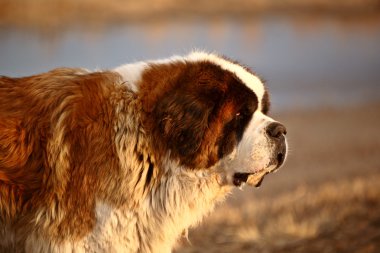 Big Saint Bernard dog near Saskatchewan pond clipart
