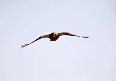 Swainson's hawk uçuş