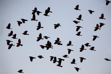 Red winged Blackbirds in fllight clipart