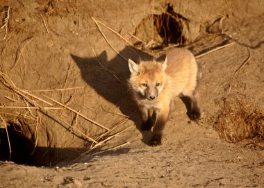 Red Fox pup peaking out of den clipart