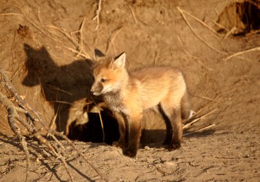 Red Fox pup at den clipart